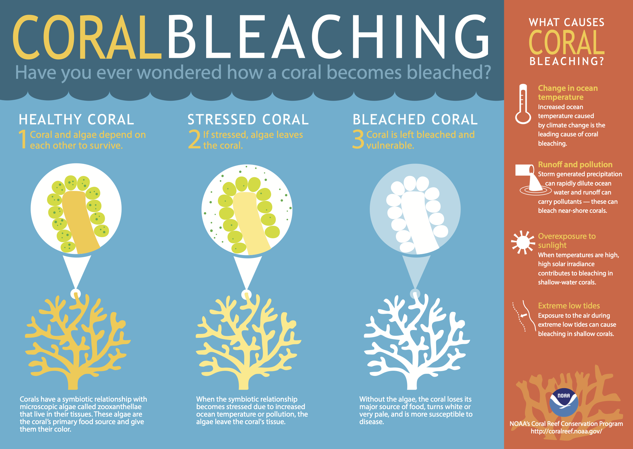 Coral bleaching caused by warming and acidifying oceans, an early visible sign of ocean stress